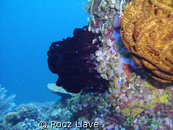 Sideview; Bonito Island, Batangas by Rocz Llave 